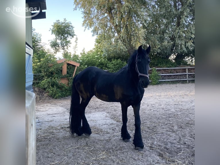 Fries paard Merrie 22 Jaar Zwart in Zuidschermer