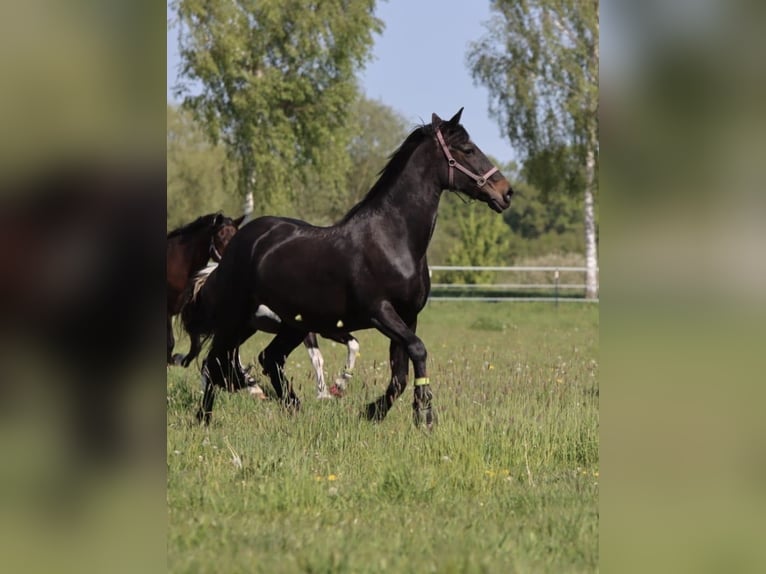 Fries paard Mix Merrie 26 Jaar 165 cm Donkerbruin in Lippstadt