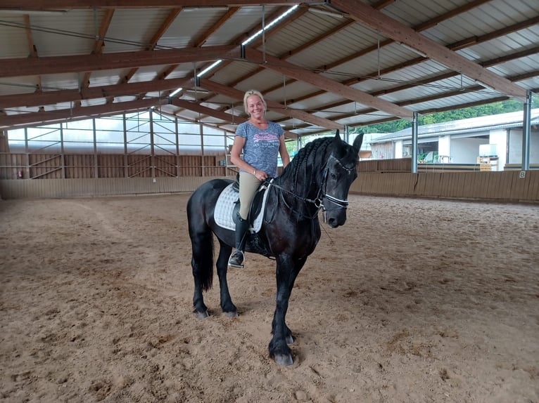 Fries paard Merrie 26 Jaar in Lindlar