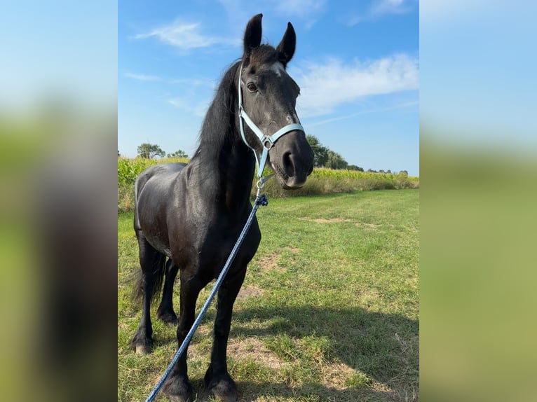 Fries paard Merrie 26 Jaar in Lindlar