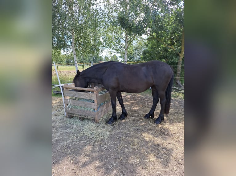 Fries paard Mix Merrie 2 Jaar 150 cm Zwart in Germendorf