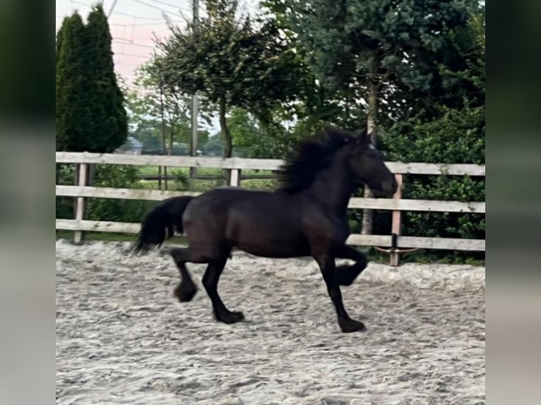 Fries paard Merrie 2 Jaar 150 cm Zwart in Hoeven