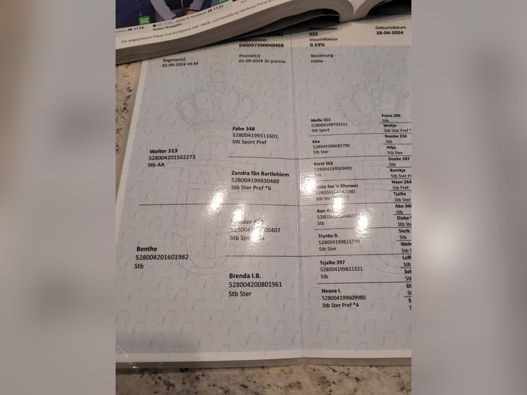 Fries paard Merrie 2 Jaar 150 cm Zwart in Perg