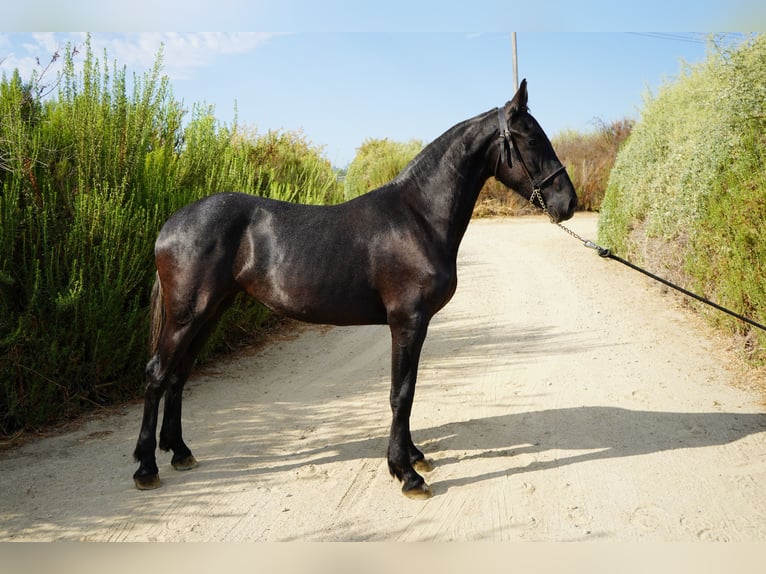 Fries paard Mix Merrie 2 Jaar 152 cm Schimmel in Corona, CA