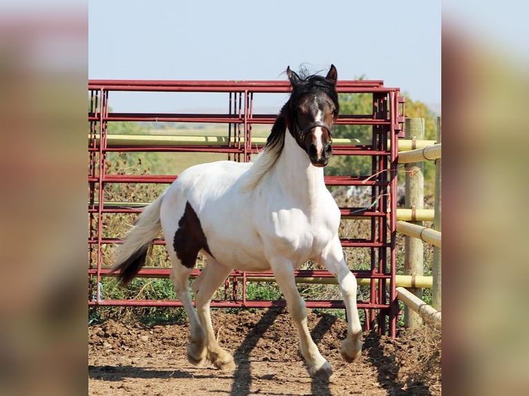 Fries paard Mix Merrie 2 Jaar 152 cm Tobiano-alle-kleuren in Union Center, SD