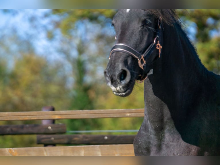 Fries paard Merrie 2 Jaar 152 cm Zwart in Aachen