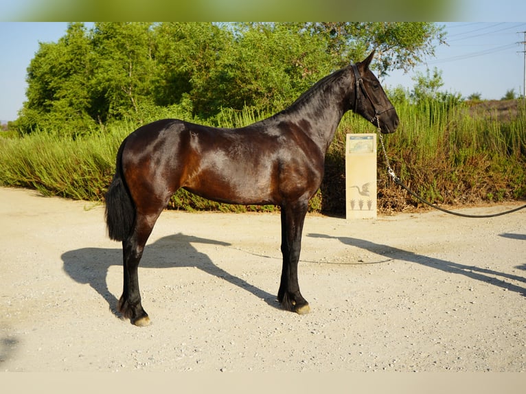 Fries paard Mix Merrie 2 Jaar 152 cm Zwart in Corona