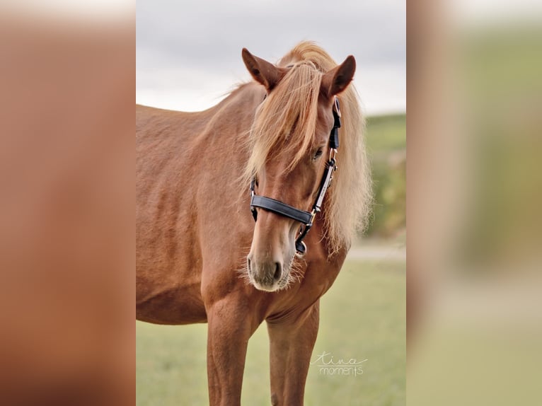 Fries paard Mix Merrie 2 Jaar 153 cm Vos in Nack