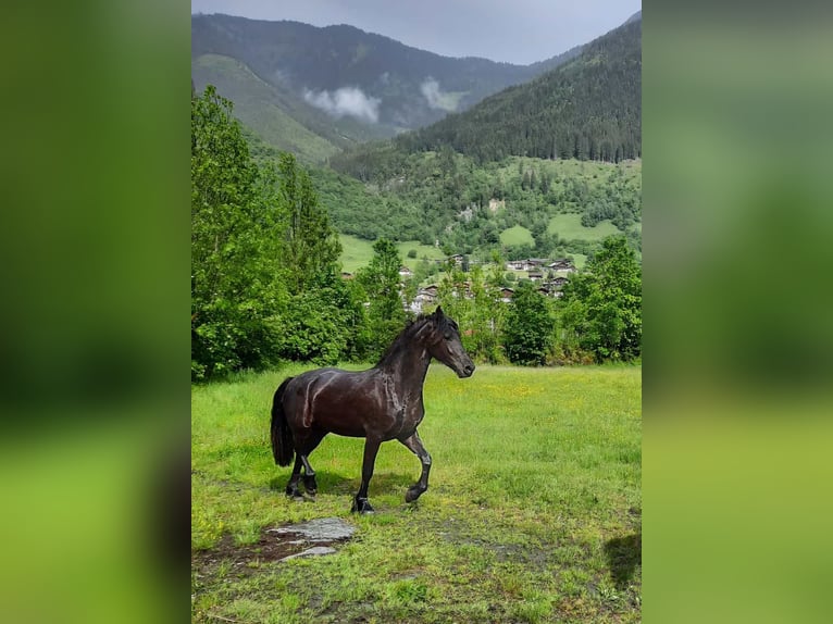 Fries paard Merrie 2 Jaar 156 cm Zwart in Dorfgastein