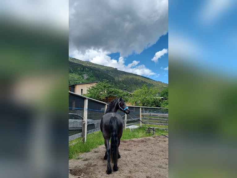 Fries paard Merrie 2 Jaar 156 cm Zwart in Dorfgastein