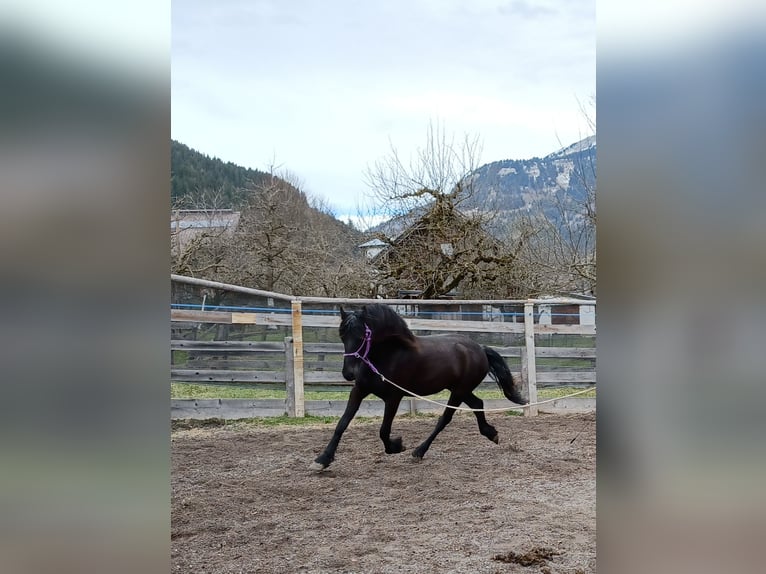 Fries paard Merrie 2 Jaar 156 cm Zwart in Dorfgastein