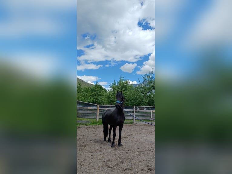 Fries paard Merrie 2 Jaar 156 cm Zwart in Dorfgastein