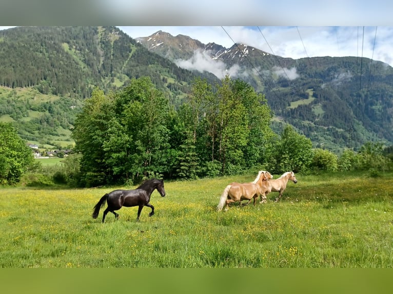 Fries paard Merrie 2 Jaar 156 cm Zwart in Dorfgastein