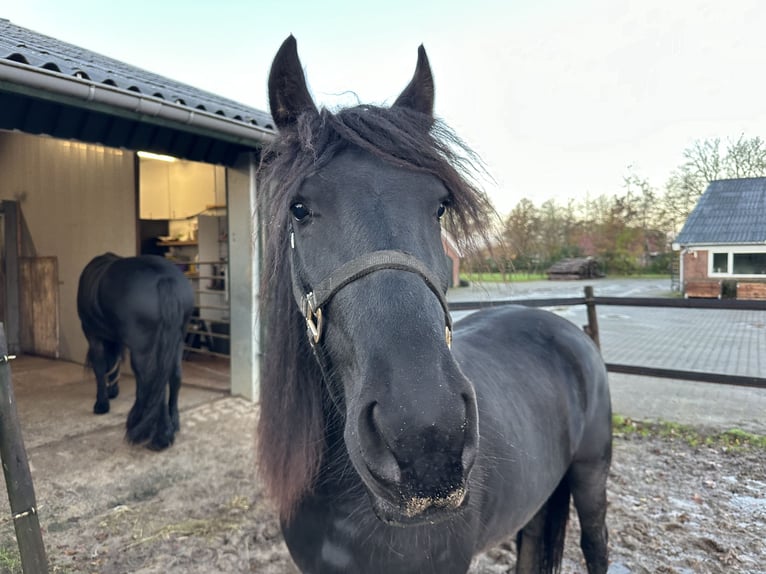 Fries paard Merrie 2 Jaar 156 cm Zwart in Lemelerveld