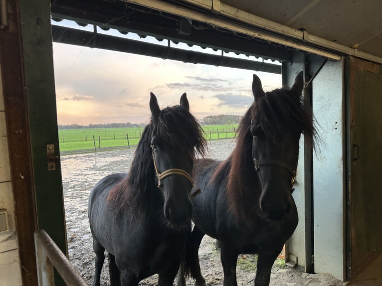 Fries paard Merrie 2 Jaar 156 cm Zwart in Lemelerveld