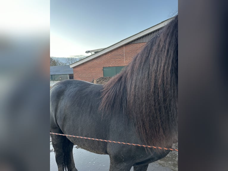 Fries paard Merrie 2 Jaar 156 cm Zwart in Lemelerveld