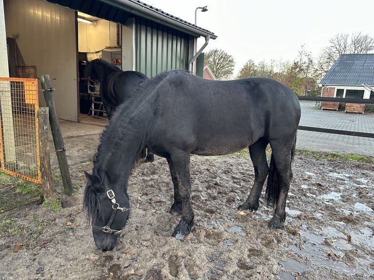 Fries paard Merrie 2 Jaar 156 cm Zwart in Lemelerveld