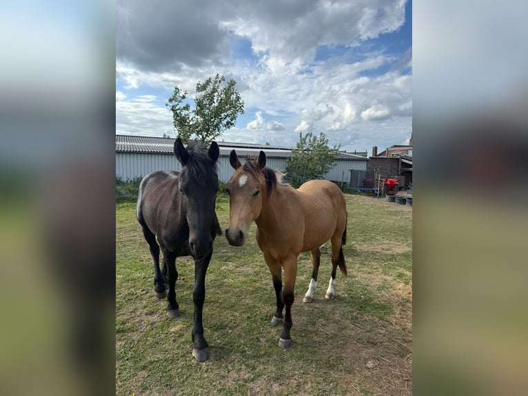 Fries paard Merrie 2 Jaar 157 cm Zwart in Heerlen