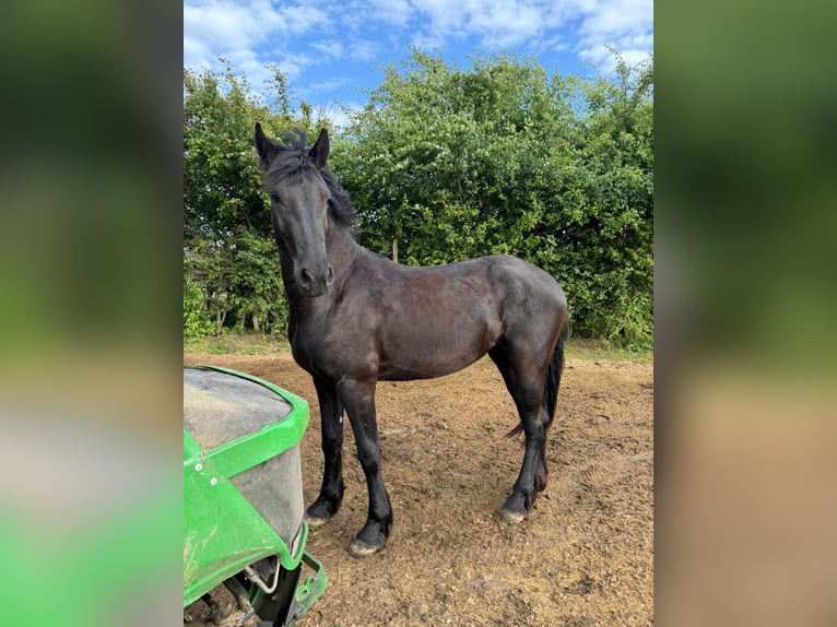 Fries paard Merrie 2 Jaar 157 cm Zwart in Heerlen