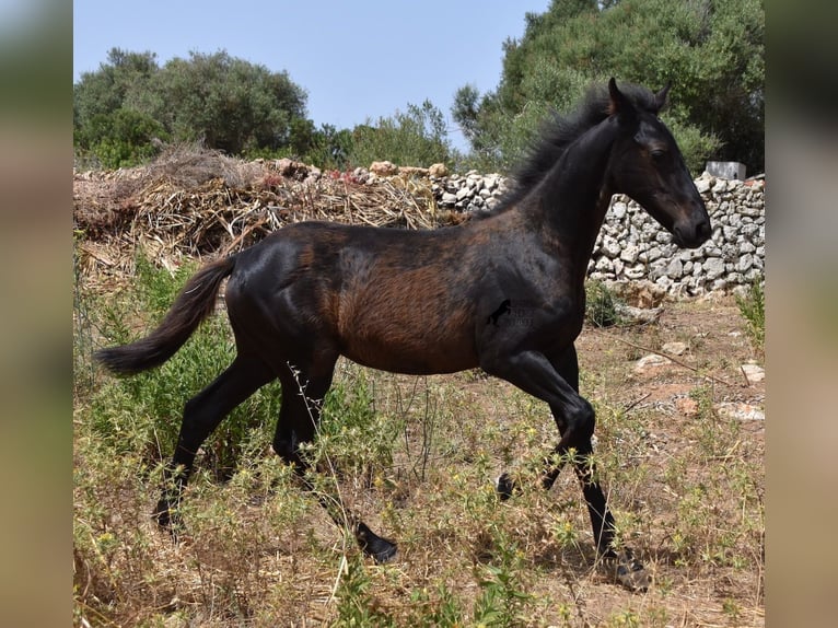 Fries paard Mix Merrie 2 Jaar 160 cm Zwart in Menorca