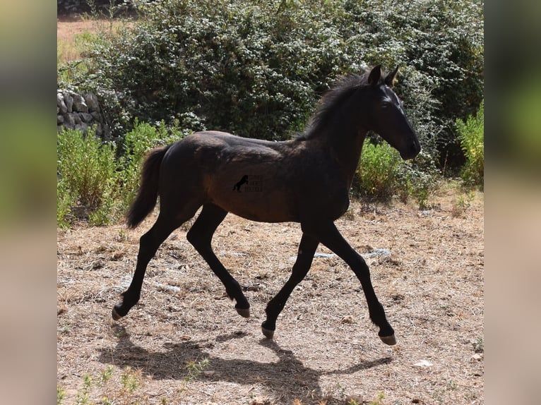 Fries paard Mix Merrie 2 Jaar 160 cm Zwart in Menorca