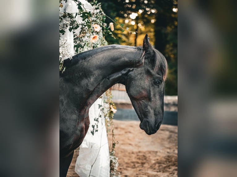 Fries paard Merrie 2 Jaar 160 cm Zwart in Altdöbern
