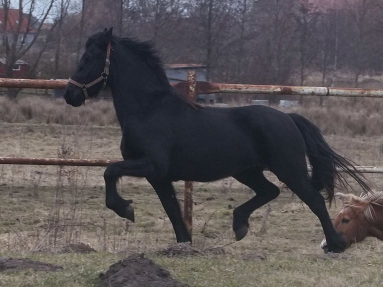 Fries paard Merrie 2 Jaar 160 cm Zwart in Barth