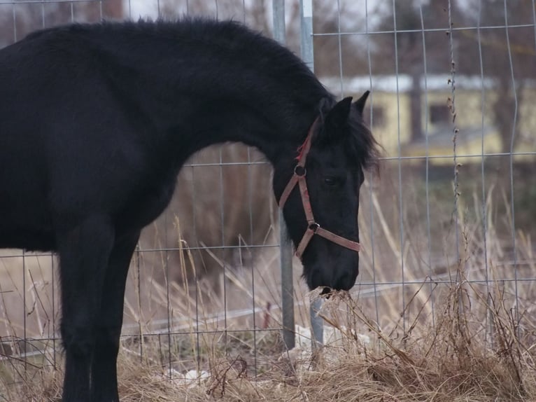 Fries paard Merrie 2 Jaar 160 cm Zwart in Barth