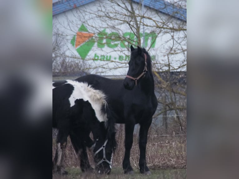 Fries paard Merrie 2 Jaar 160 cm Zwart in Barth