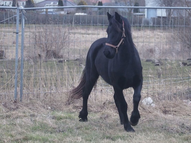 Fries paard Merrie 2 Jaar 160 cm Zwart in Barth