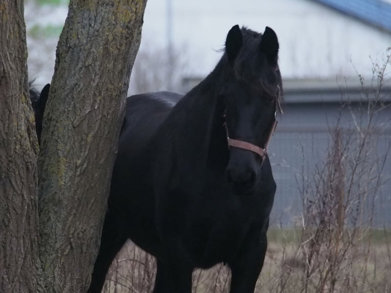 Fries paard Merrie 2 Jaar 160 cm Zwart in Barth