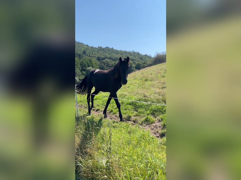 Fries paard Mix Merrie 2 Jaar 162 cm Zwart in Kreimbach-Kaulbach