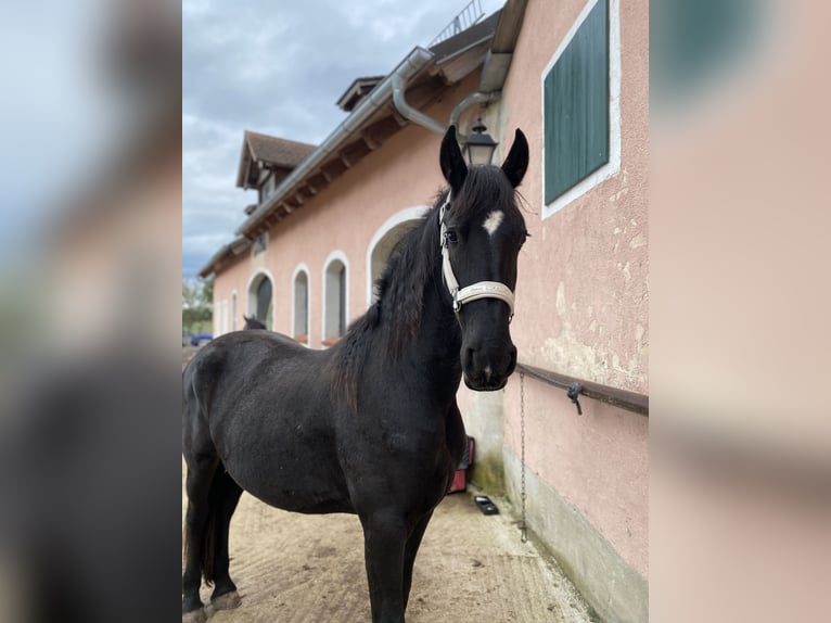 Fries paard Merrie 2 Jaar 163 cm Zwart in Allersberg