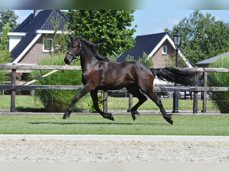 Fries paard Merrie 2 Jaar 163 cm Zwart in Lunteren