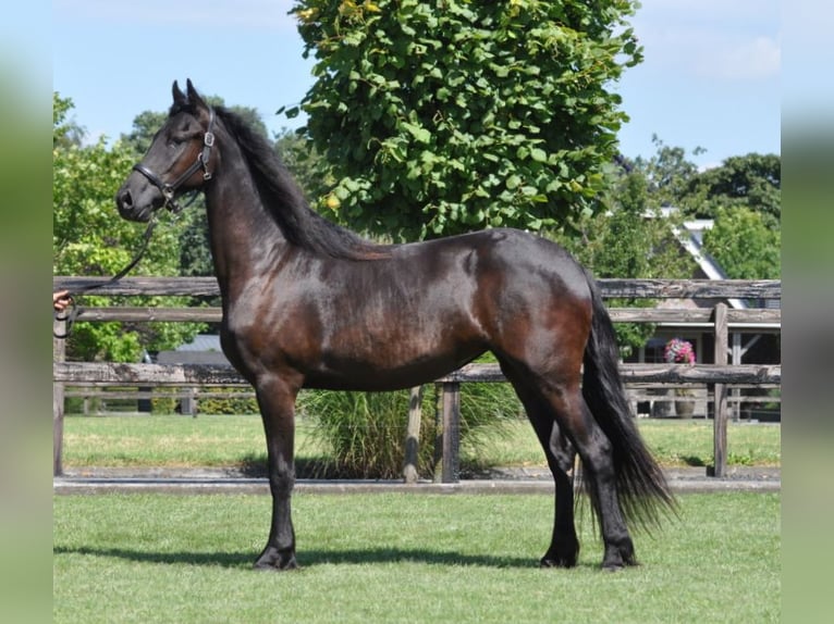 Fries paard Merrie 2 Jaar 163 cm Zwart in Lunteren