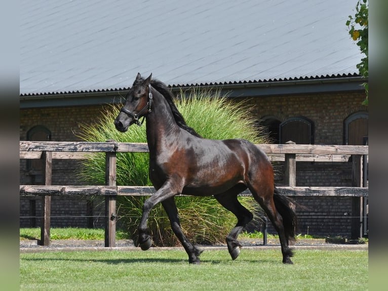 Fries paard Merrie 2 Jaar 163 cm Zwart in Lunteren