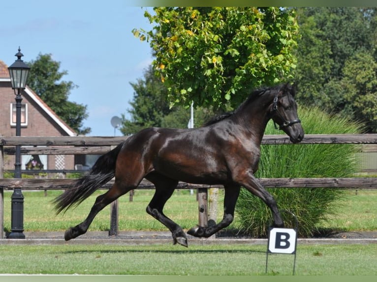 Fries paard Merrie 2 Jaar 163 cm Zwart in Lunteren