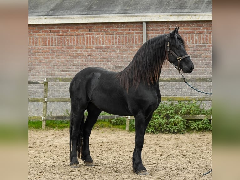 Fries paard Merrie 2 Jaar 165 cm in Drachten