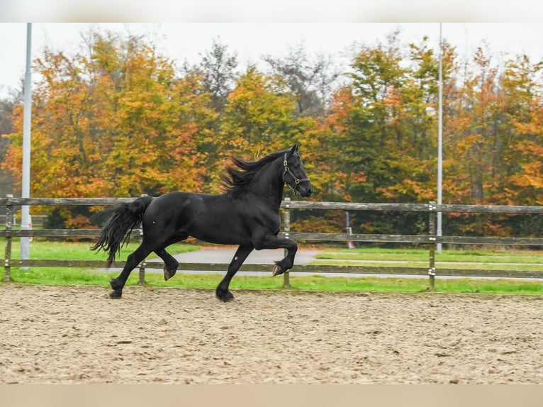 Fries paard Merrie 2 Jaar 165 cm in Drachten