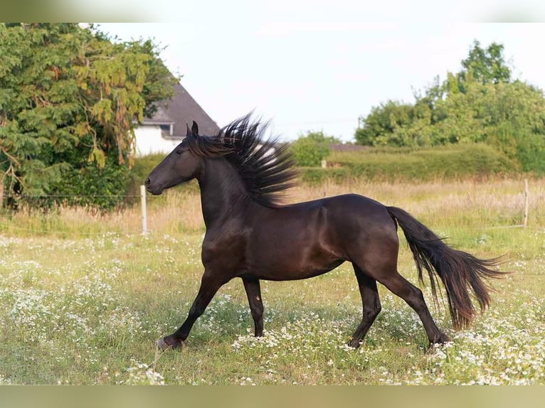 Fries paard Merrie 2 Jaar 165 cm Zwart in Aix-en-Provence