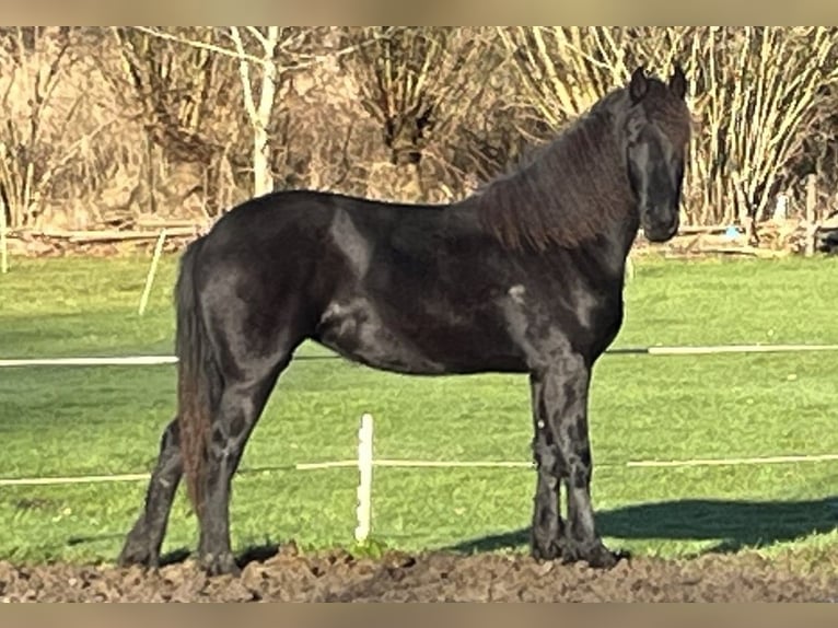 Fries paard Merrie 2 Jaar 165 cm Zwart in Oosterwolde