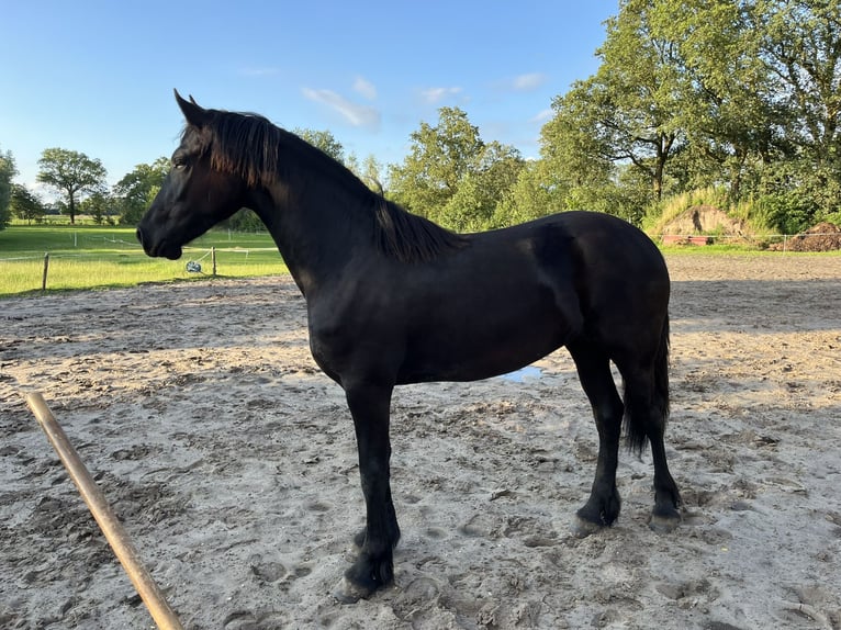 Fries paard Merrie 2 Jaar 165 cm Zwart in Oosterwolde