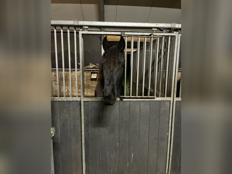 Fries paard Merrie 2 Jaar 165 cm Zwart in Oosterwolde