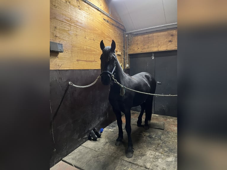 Fries paard Merrie 2 Jaar 165 cm Zwart in Oosterwolde