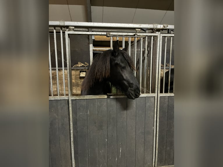 Fries paard Merrie 2 Jaar 165 cm Zwart in Oosterwolde