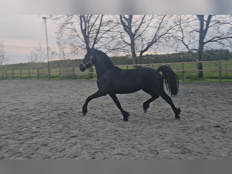 Fries paard Merrie 2 Jaar 165 cm Zwart in Terband