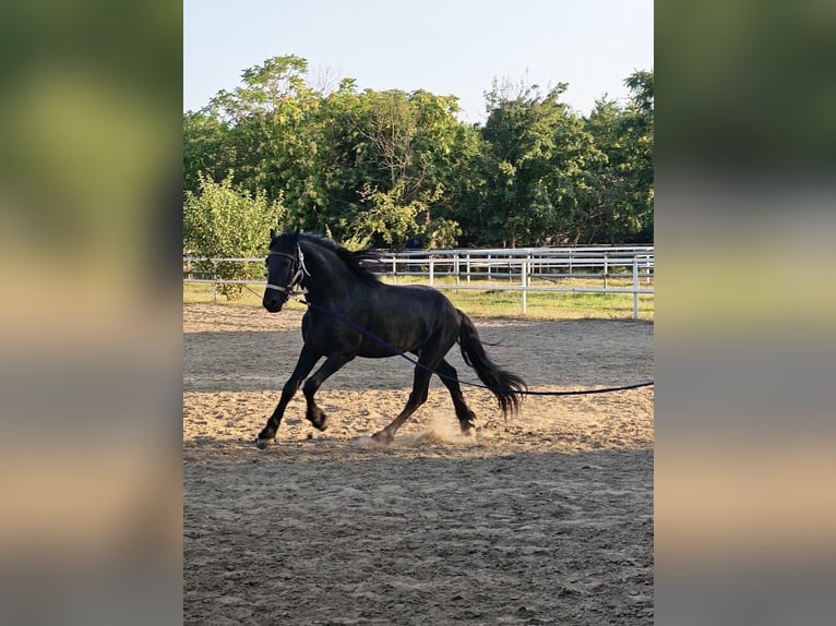 Fries paard Merrie 2 Jaar 167 cm Zwart in Snagov