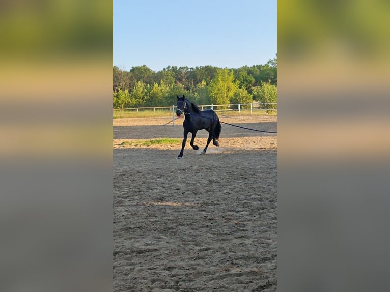 Fries paard Merrie 2 Jaar 167 cm Zwart in Snagov