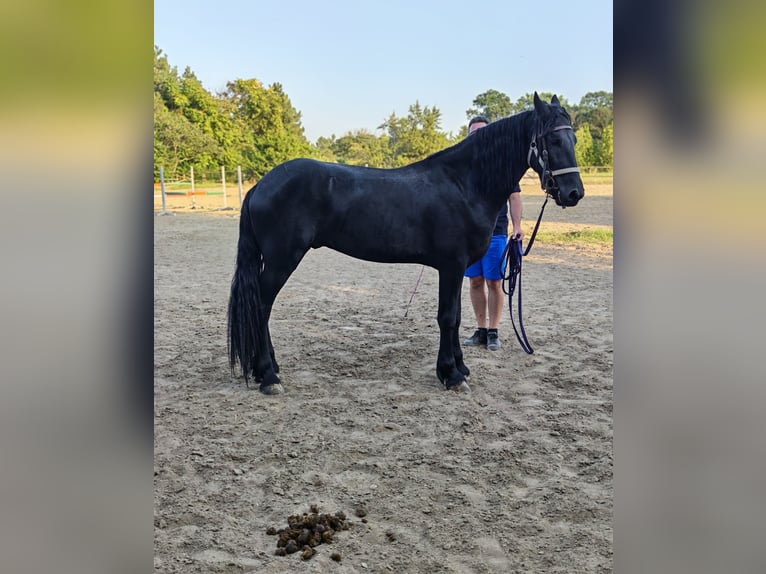 Fries paard Merrie 2 Jaar 167 cm Zwart in Snagov