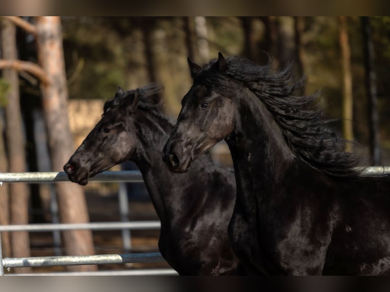 Fries paard Merrie 2 Jaar 170 cm Zwart in Przedbórz